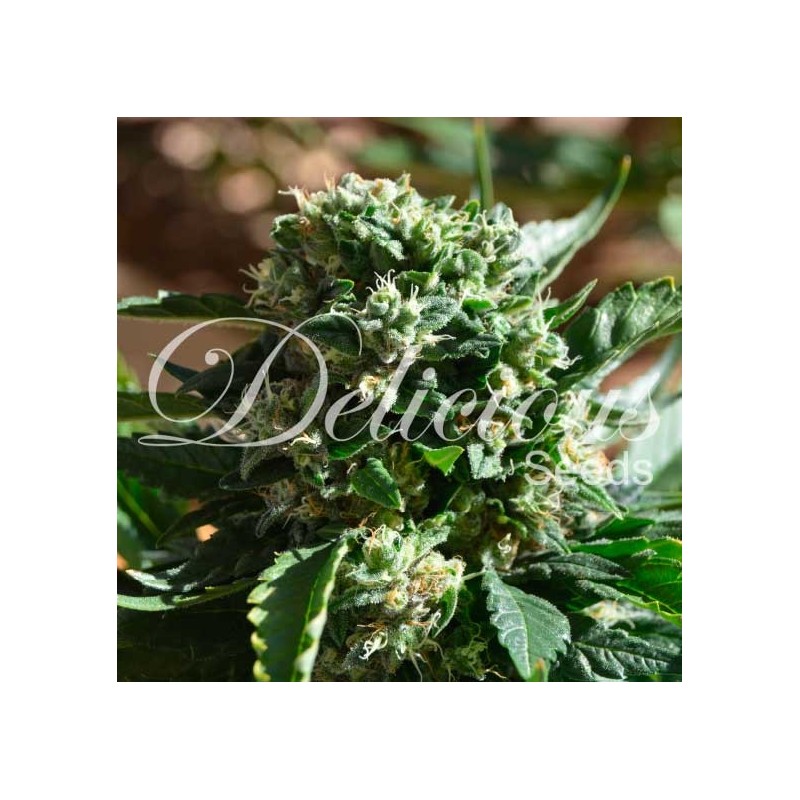 IL DIAVOLO AUTO · Delicious · graines de cannabis · AutoFem