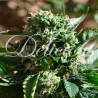 IL DIAVOLO AUTO · Delicious · graines de cannabis · AutoFem