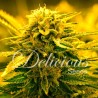 SUGAR BLACK ROSE AUTO · Delicious · sementes de maconha · AutoFem