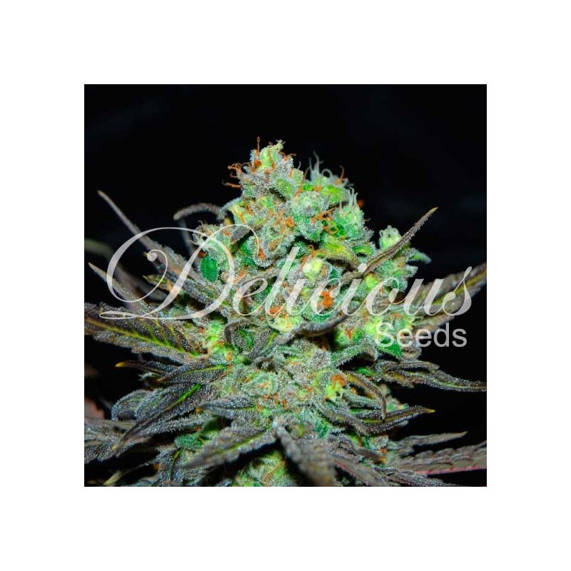 ELEVEN ROSES · Delicious · graines de cannabis · Fem