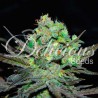 ELEVEN ROSES · Delicious · graines de cannabis · Fem