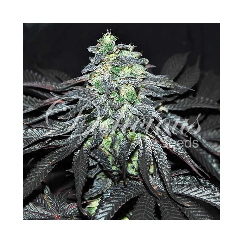 GOLOSA · Delicious · graines de cannabis · Fem