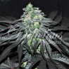 GOLOSA · Delicious · semillas de marihuana · Fem