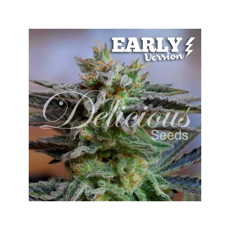 SUGAR BLACK ROSE EARLY VERSION · Delicious · kenevir tohum · Disi · Fem