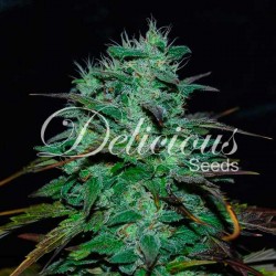 CHOCOBANG · Delicious ·...