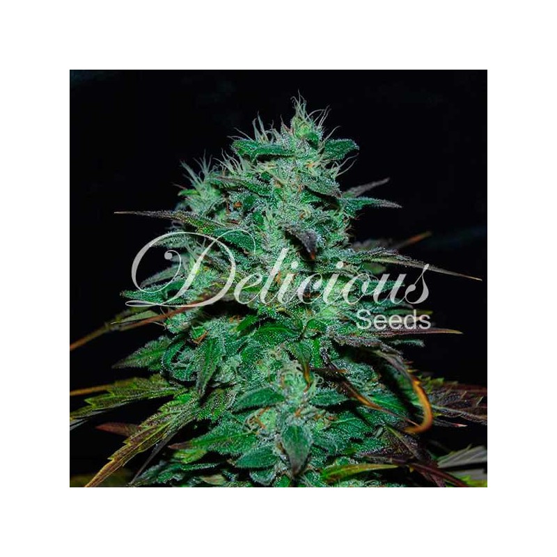 CHOCOBANG · Delicious · cannabis samen · Fem