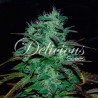 CHOCOBANG · Delicious · sementes de maconha · Fem
