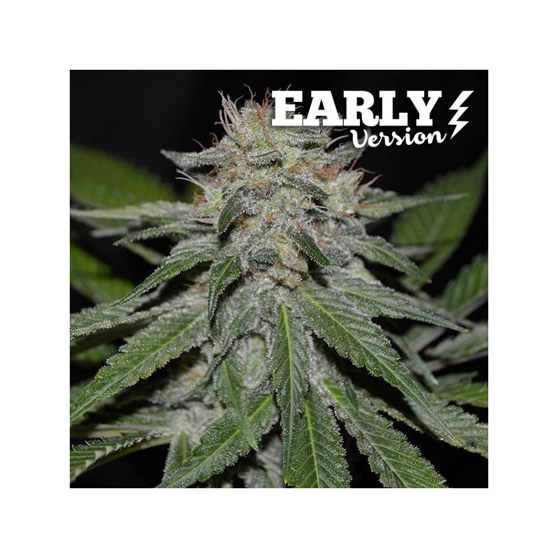 CRITICAL NEVILLE HAZE EARLY VERSION · Delicious · semillas de marihuana · Fem