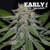 CRITICAL NEVILLE HAZE EARLY VERSION · Delicious · sementes de maconha · Fem