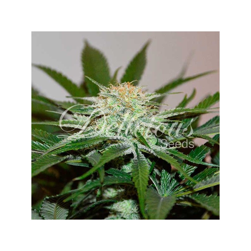 DESCOJACK · Delicious · graines de cannabis · Fem