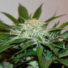 DESCOJACK · Delicious · sementes de maconha · Fem