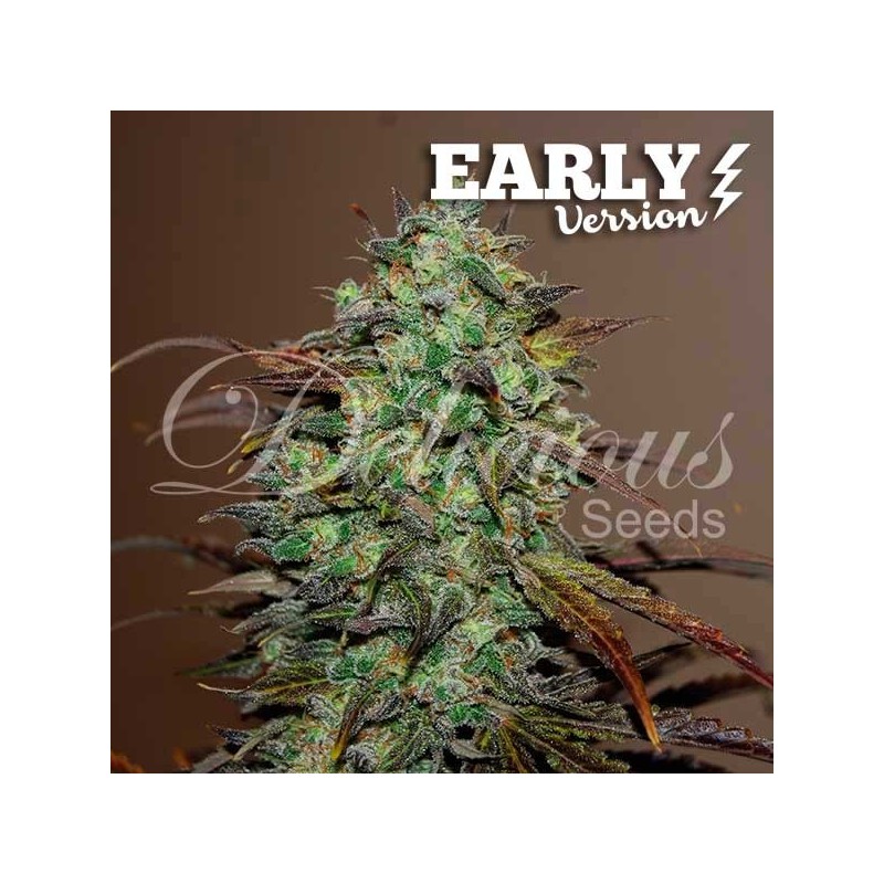 ELEVEN ROSES EARLY VERSION · Delicious · graines de cannabis · Fem