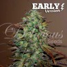 ELEVEN ROSES EARLY VERSION · Delicious · graines de cannabis · Fem