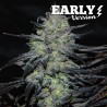 GOLOSA EARLY VERSION · Delicious · sementes de maconha · Fem