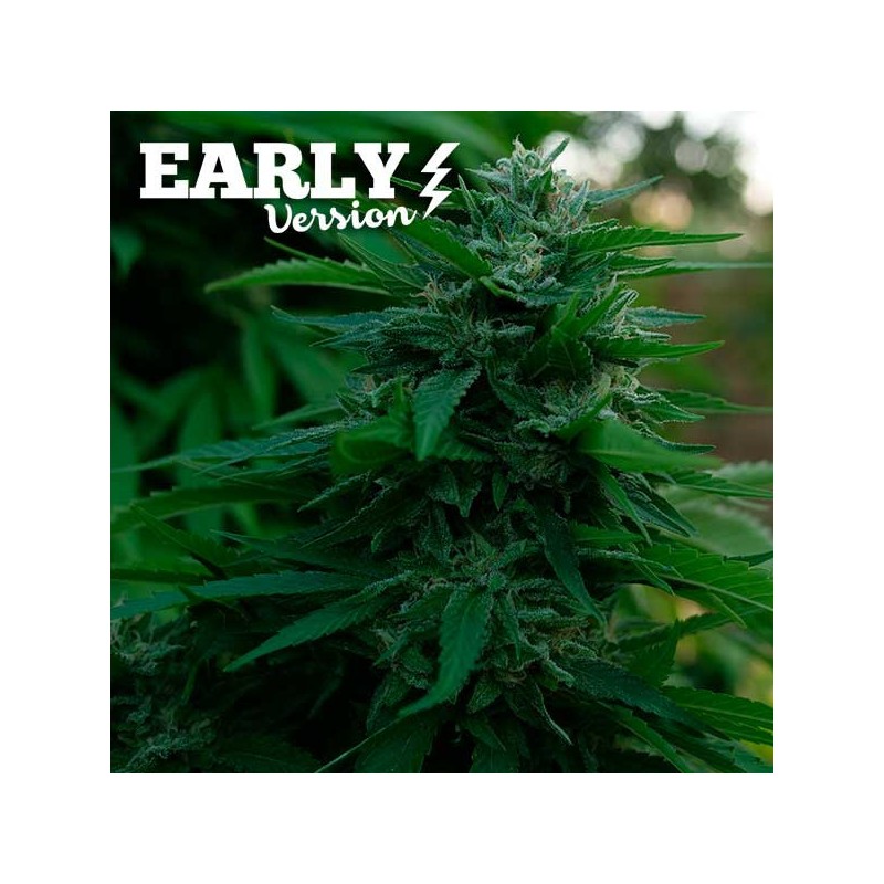 LORD KUSH EARLY VERSION · Delicious · sementes de maconha · Fem