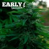 LORD KUSH EARLY VERSION· Delicious · graines de cannabis · Fem