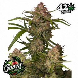 GUAVA AUTO · FastBuds Seeds...