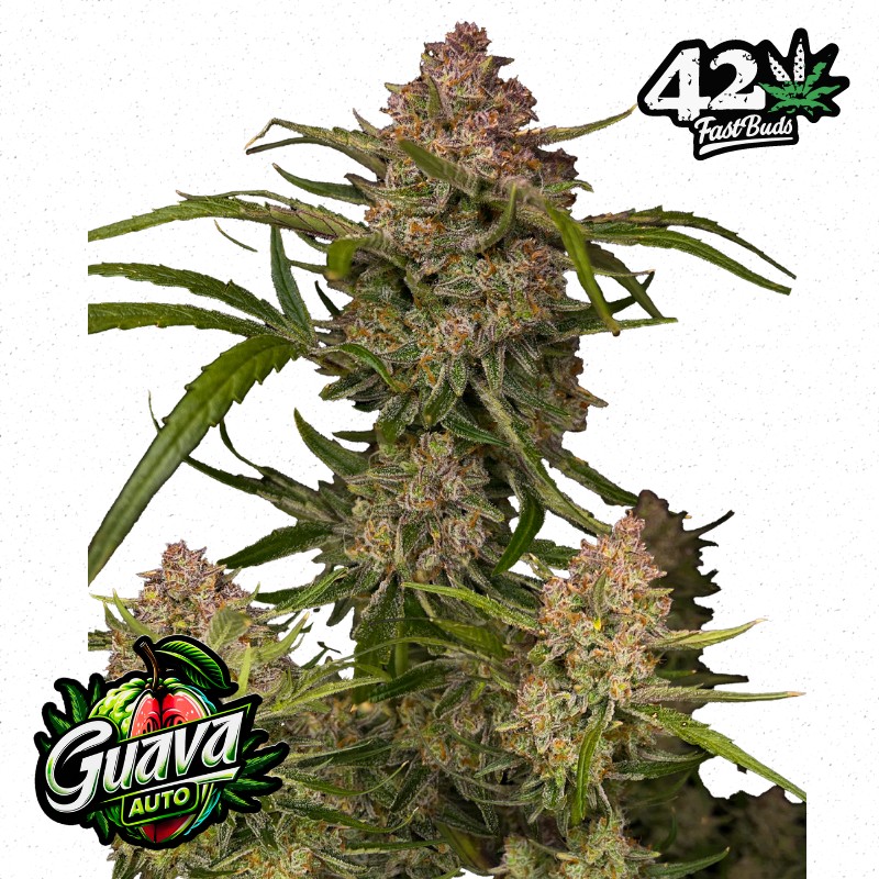 GUAVA AUTO · FastBuds Seeds · sementes de maconha · AutoFem