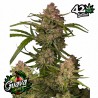 GUAVA AUTO · FastBuds Seeds · semi di canapa · AutoFem