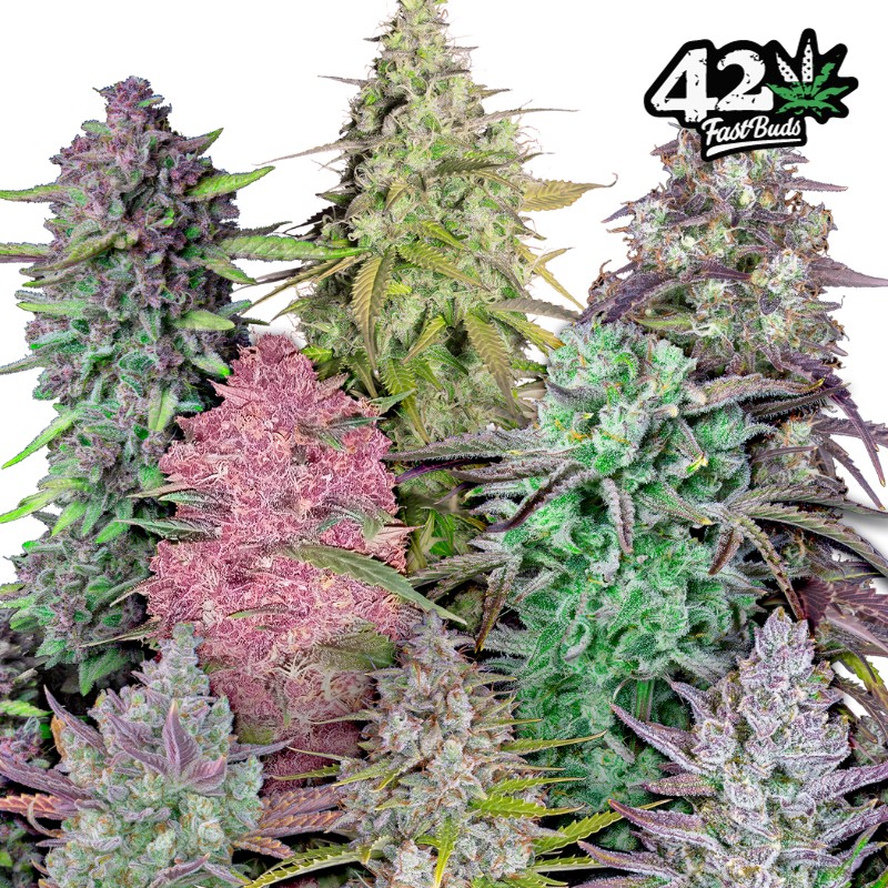 MIX PACK AUTO · FastBuds Seeds · semi di canapa · AutoFem