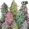 MIX PACK AUTO · FastBuds Seeds · graines de cannabis · AutoFem