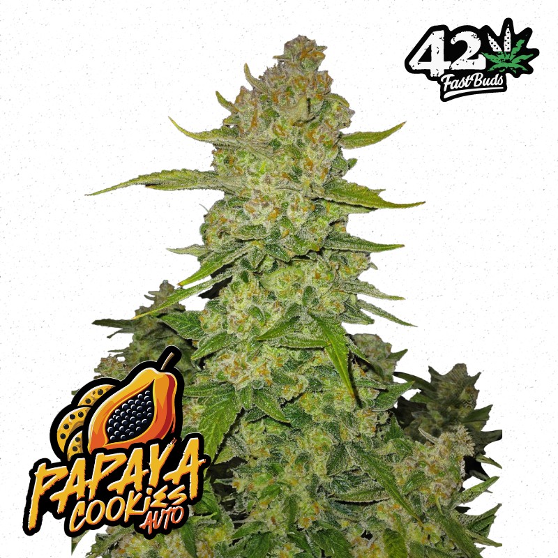 PAPAYA COOKIES AUTO · FastBuds Seeds · graines de cannabis · AutoFem