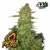 PAPAYA COOKIES AUTO · FastBuds Seeds · graines de cannabis · AutoFem