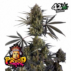 POUND CAKE AUTO · FastBuds...