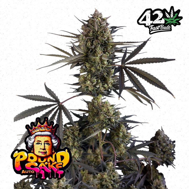 POUND CAKE AUTO · FastBuds Seeds · cannabis seeds · AutoFem