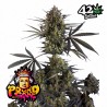 POUND CAKE AUTO · FastBuds Seeds · cannabis seeds · AutoFem