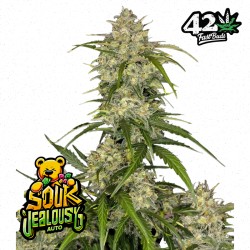 SOUR JEALOUSY AUTO ·...