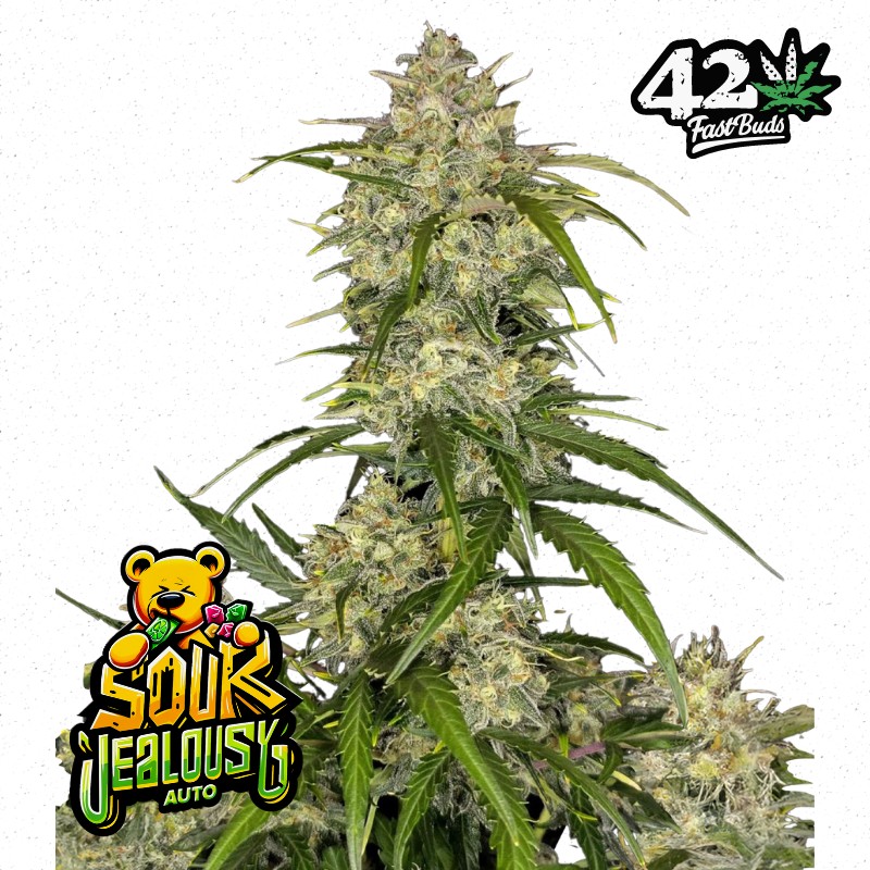 SOUR JEALOUSY AUTO · FastBuds Seeds · semi di canapa · AutoFem
