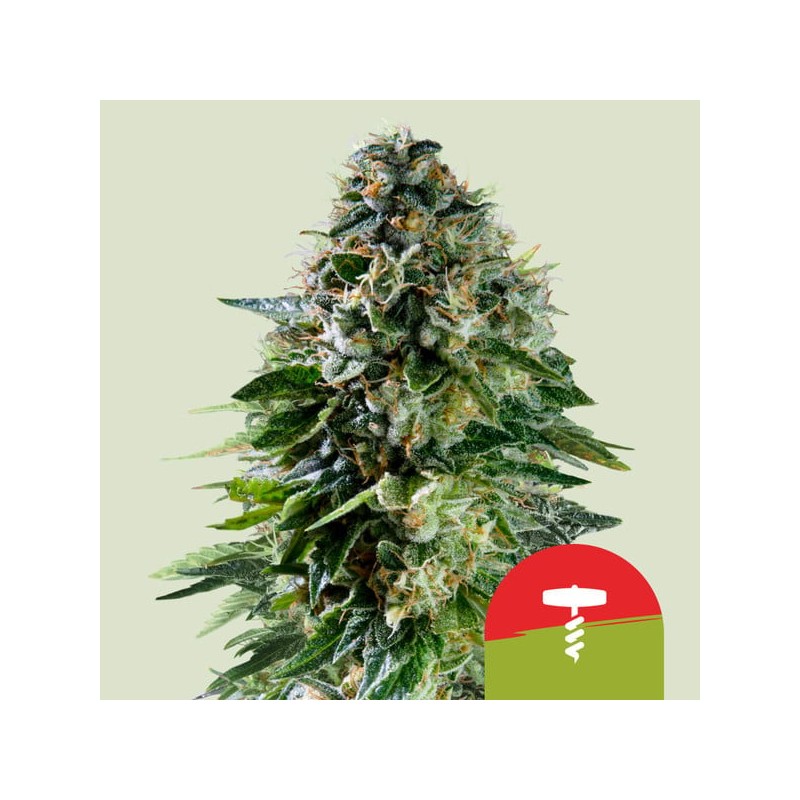 CORKSCREW AUTO TYSON · Royal Queen Seeds · sementes de maconha · AutoFem