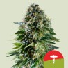 CORKSCREW AUTO TYSON · Royal Queen Seeds · semi di canapa indiana · AutoFem