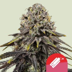 DYNAMITE DIESEL · Royal Queen Seeds · cannabis samen · Fem