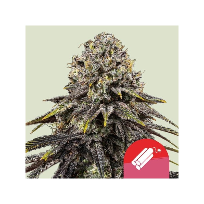 DYNAMITE DIESEL · Royal Queen Seeds · sementes de maconha · Fem