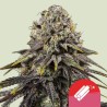 DYNAMITE DIESEL · Royal Queen Seeds · cannabis samen · Fem