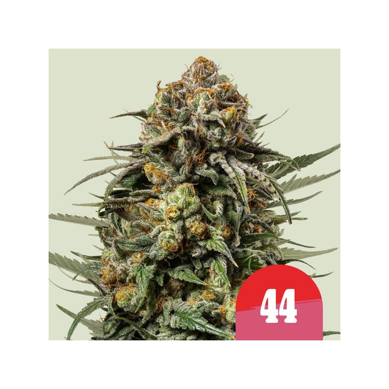 GELATO 44 TYSON · Royal Queen Seeds · cannabis samen · Fem