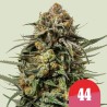 GELATO 44 TYSON · Royal Queen Seeds · cannabis seeds · Fem