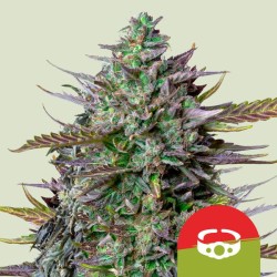 GOATLATO AUTO TYSON · Royal Queen Seeds · sementes de maconha · AutoFem