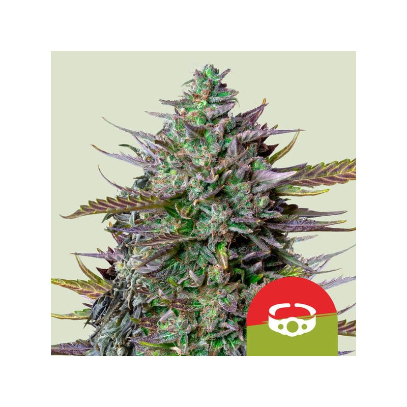 GOATLATO AUTO TYSON · Royal Queen Seeds · graines de cannabis · AutoFem