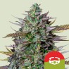 GOATLATO AUTO TYSON · Royal Queen Seeds · graines de cannabis · AutoFem