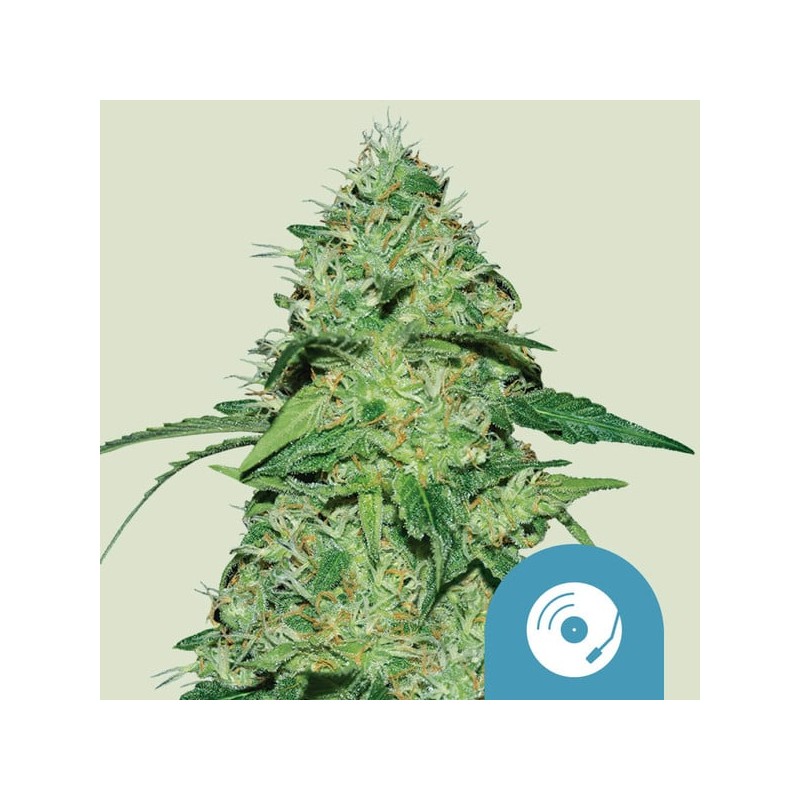 JOANNE'S CBD · Royal Queen Seeds · cannabis samen · Fem