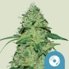 JOANNE'S CBD · Royal Queen Seeds · cannabis samen · Fem
