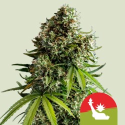NYC SOUR D AUTO TYSON ·...