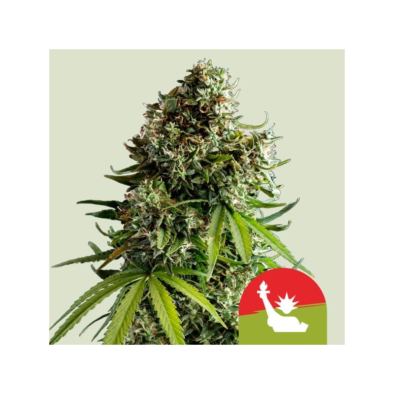 NYC SOUR D AUTO TYSON·  Royal Queen Seeds · kenevir tohum · Disi · AutoFem