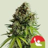 NYC SOUR D AUTO TYSON · Royal Queen Seeds · sementes de maconha · AutoFem