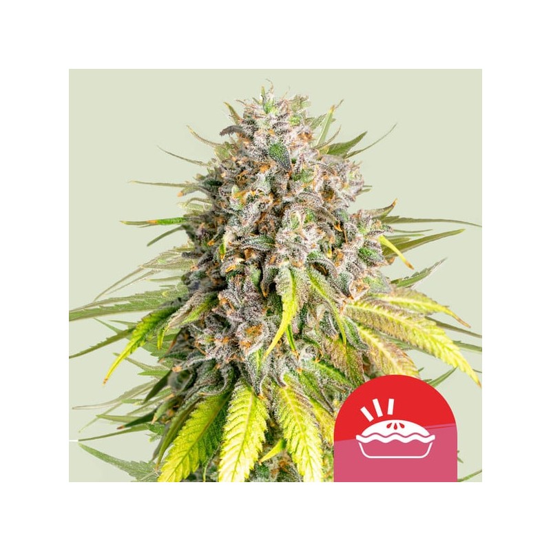 PUNCH PIE TYSON · Royal Queen Seeds · cannabis samen · Fem