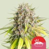 PUNCH PIE TYSON · Royal Queen Seeds · cannabis samen · Fem