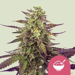 CEREAL MILK · Royal Queen Seeds · graines de cannabis · Fem